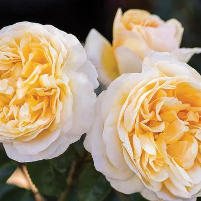 Waterproof String Lights for Patio DecorRose - Hybrid Tea - Moonlight Romantica® - 3 Gallon