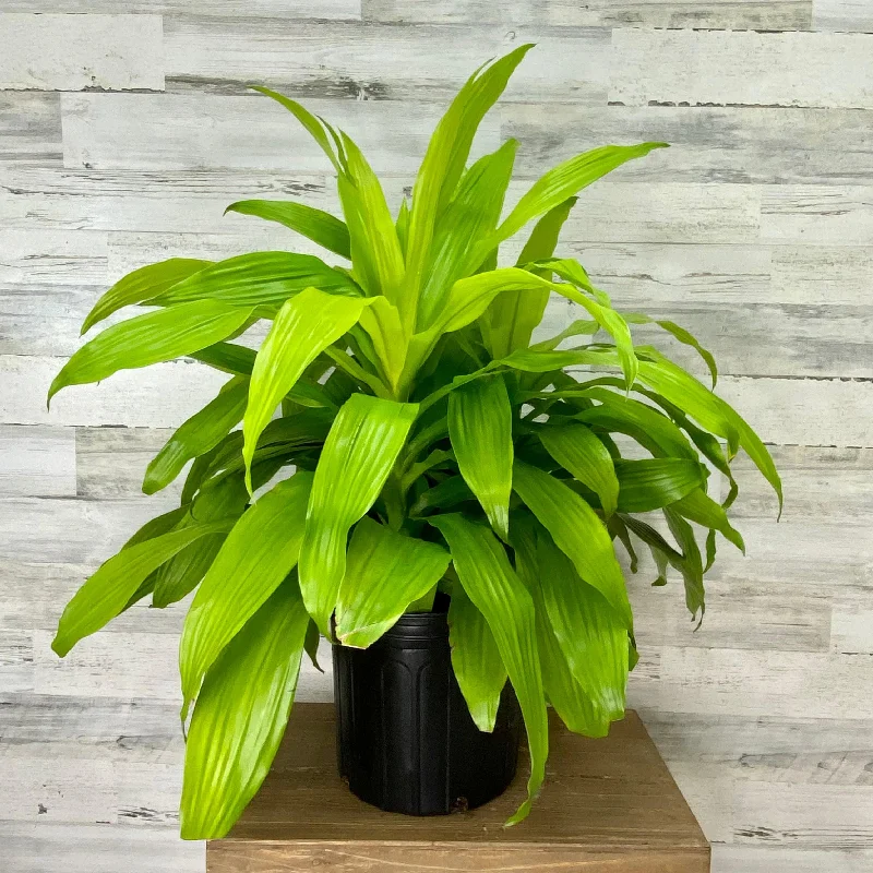 String Lights for Balcony DecorationDracaena - Limelight - 10-inch